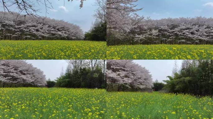 贵州万亩樱花海平坝万亩樱花园油菜花4K