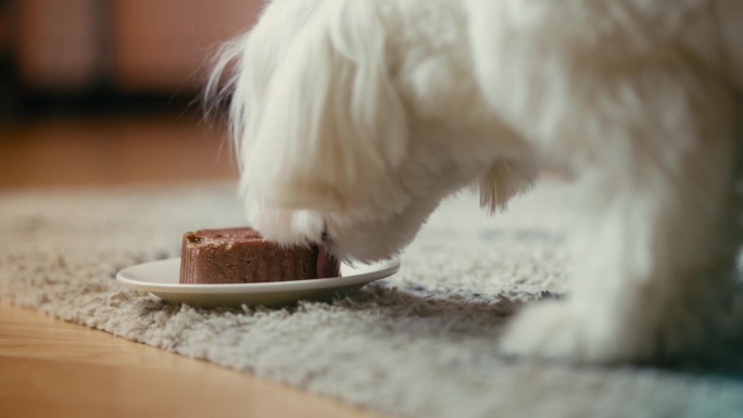 毛茸茸的小狗吃着碗里的湿狗粮，均衡的优质宠物营养