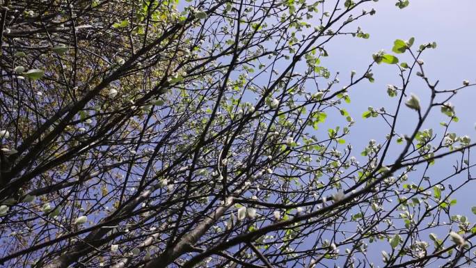 春天公园里长出第一片叶子的罗文树
