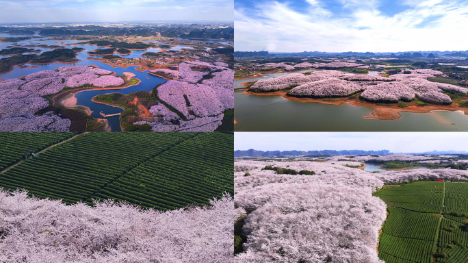 平坝万亩樱花 贵安樱花园 贵州旅游 春天