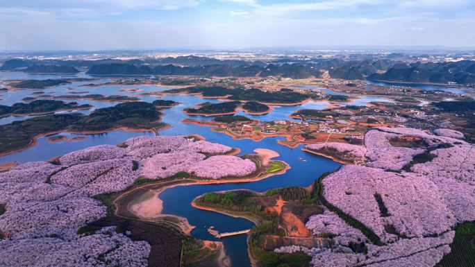 平坝万亩樱花 贵安樱花园 贵州旅游 春天