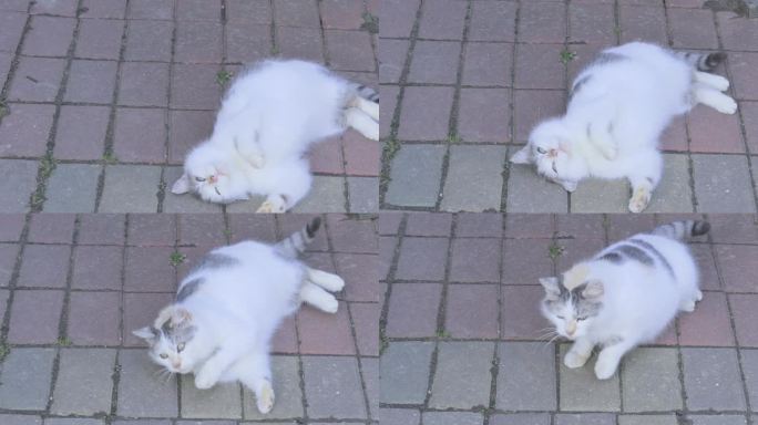 天气好的时候，白猫躺在地上，猫在柏油路上辗转反侧，享受着生活。吃得好的猫喜欢生活，会发出呼噜声
