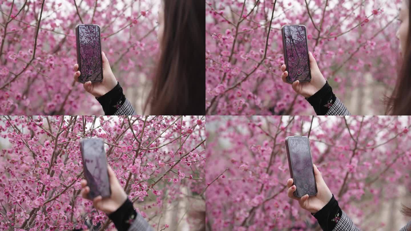 春天用手机拍梅花：沟通、仅一个中年女人