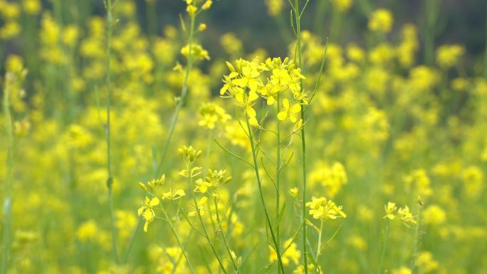 春天 山间田园开满油菜花