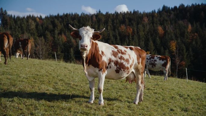 一群牛在乡下长满草的小山上吃草