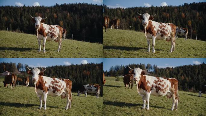 一群牛在乡下长满草的小山上吃草