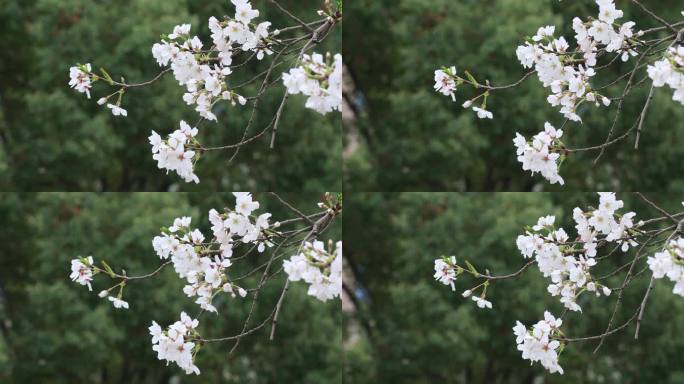 美丽樱花随风飘落