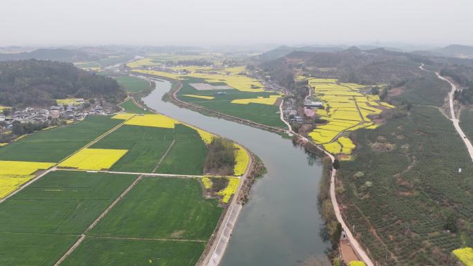 德阳调元镇顺河村油菜花