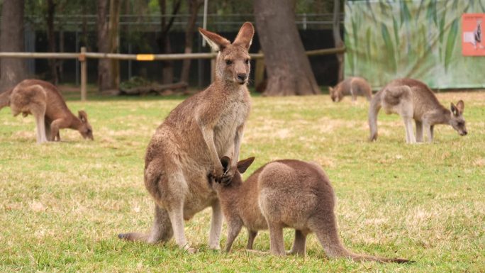 在澳大利亚布里斯班的袋鼠保护区，红袋鼠妈妈在照顾小袋鼠。