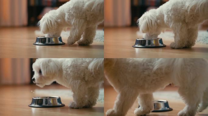 纯种马尔济斯狗在家里用碗喝水，宠物朋友，动物