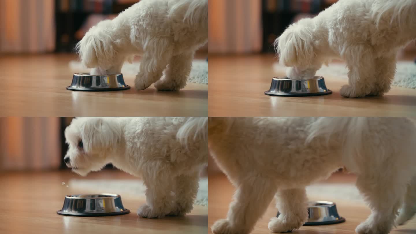 纯种马尔济斯狗在家里用碗喝水，宠物朋友，动物