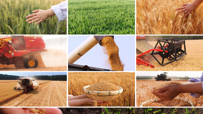 小麦播种生长收获丰收全过程 农业三农