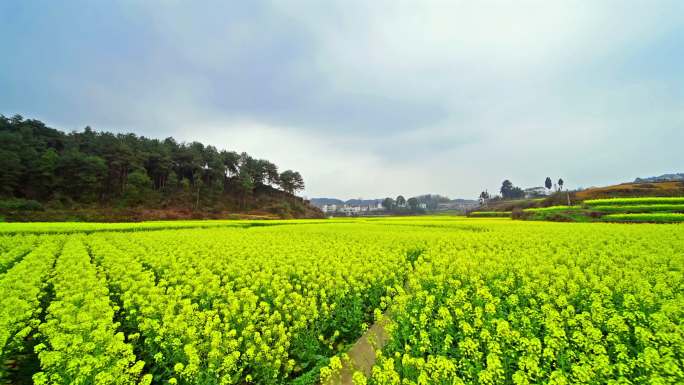 田园油菜花全景摇摄