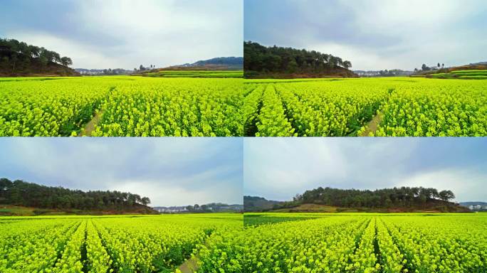 田园油菜花全景摇摄