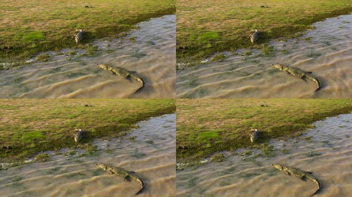 斯里兰卡的鳄鱼。