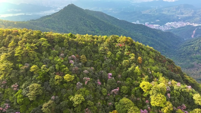 2024深圳梧桐山毛棉杜鹃花4K航拍