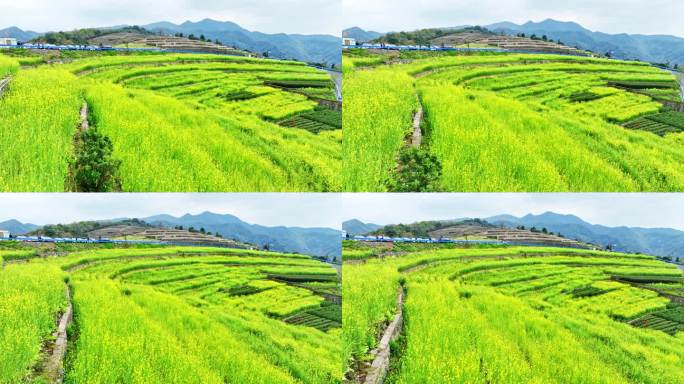 浙江省杭州市萧山山里王村山顶油菜