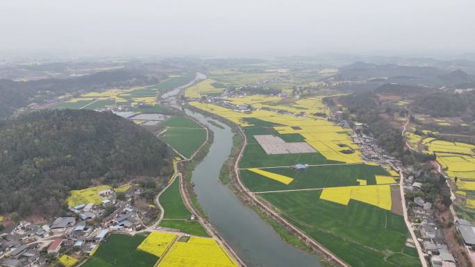 德阳调元镇顺河村油菜花