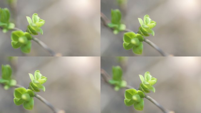 春天树木发芽生长