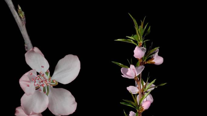 桃花盛开 春分 节气