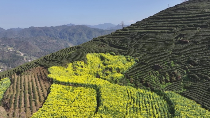 小河庙茶山与油菜花1