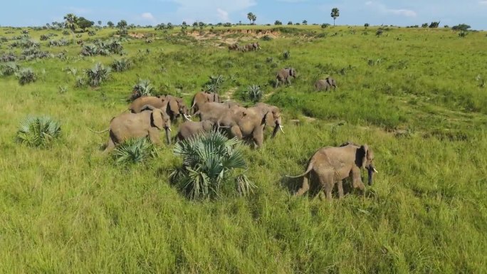 非洲阳光明媚的一天，一群大象在大草原上列队行进，无人机在上空盘旋
