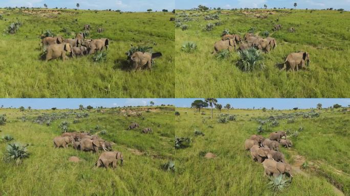 非洲阳光明媚的一天，一群大象在大草原上列队行进，无人机在上空盘旋