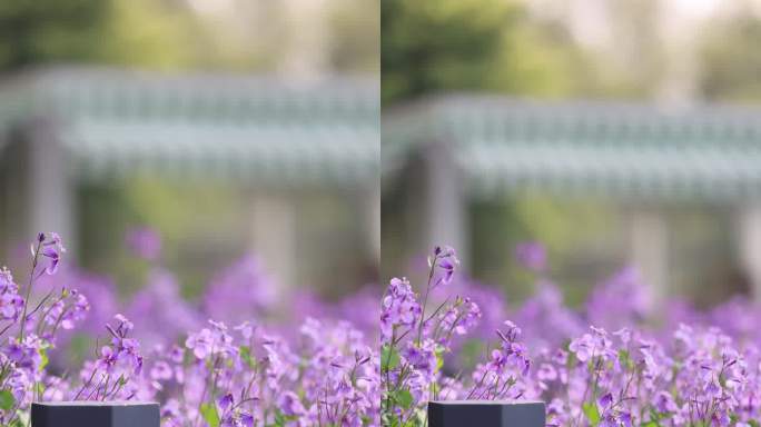 春天里的紫色二月兰诸葛菜竖版