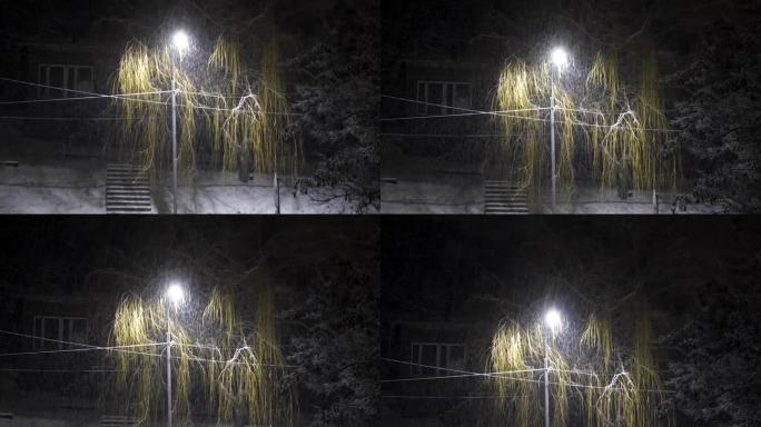 孤独的柳树在冬夜下雪