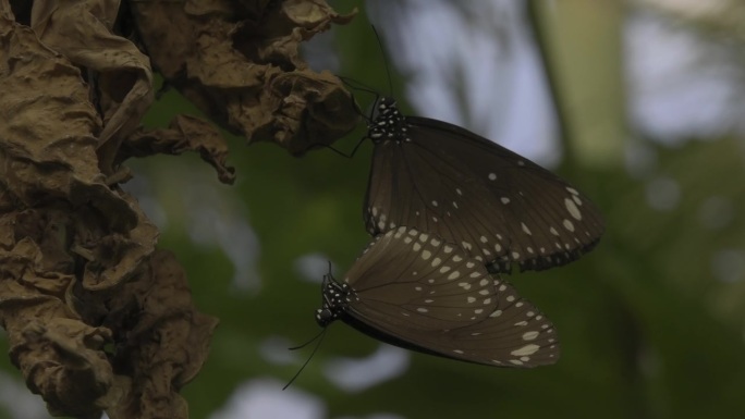 一对棕色乌鸦王蝴蝶在干燥的植物上交配的特写，背景模糊