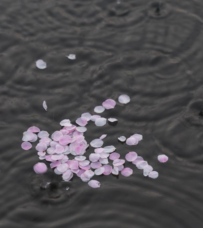水面樱花