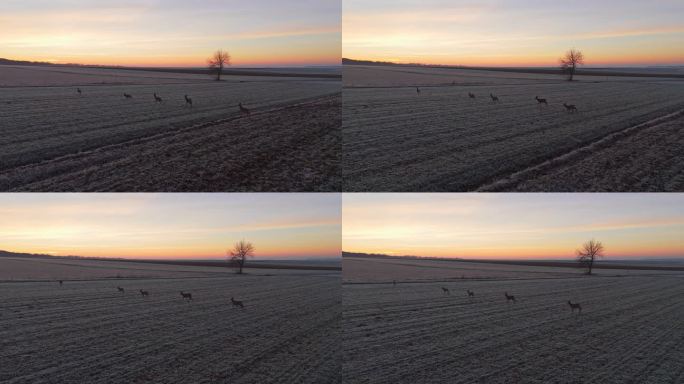 鸟瞰黎明时分在农田上行走的鹿