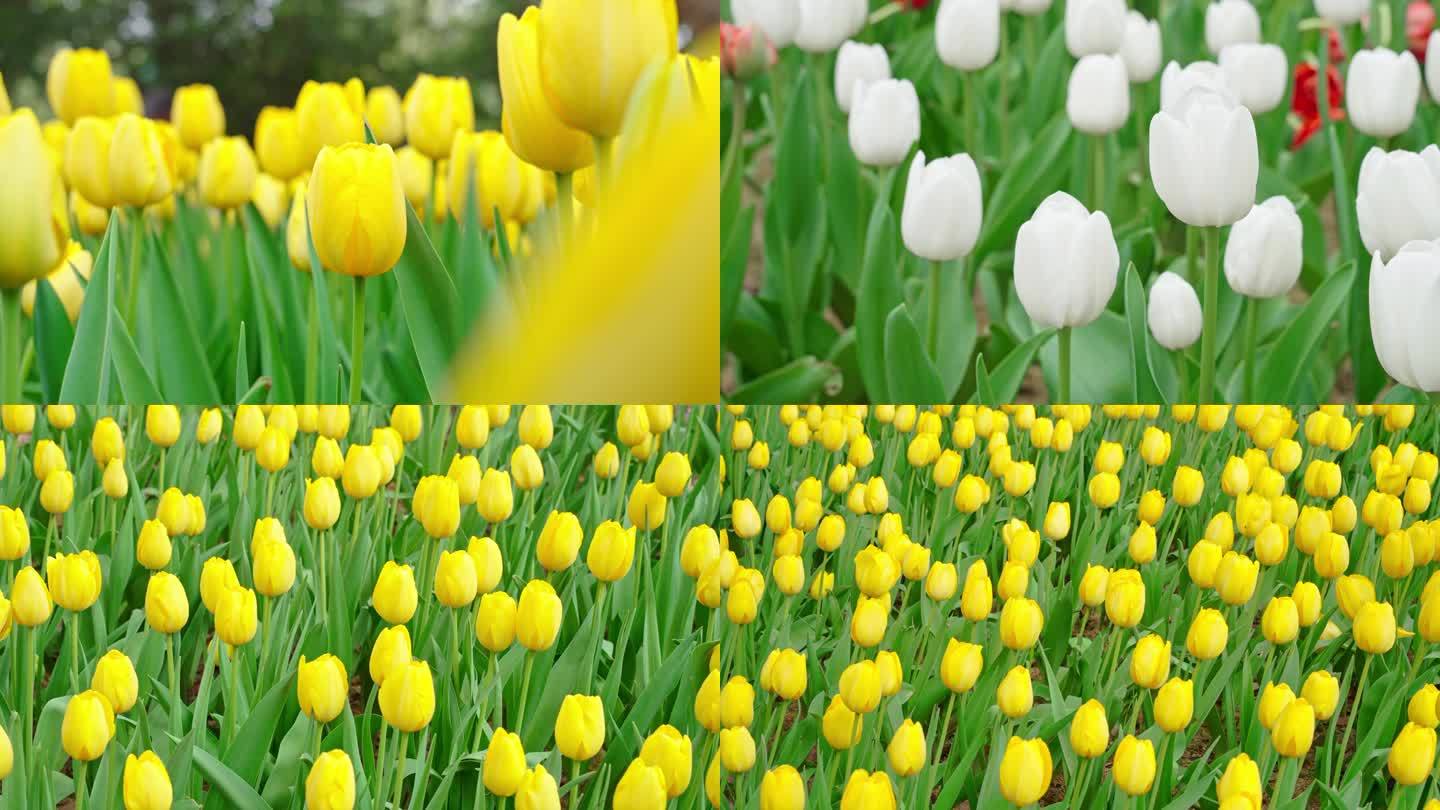 春天郁金香花开唯美空镜