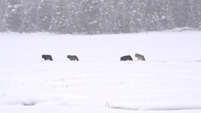 一群狼在黄石国家公园的雪地里穿过草地，黄石公园的瓦皮提狼群在雪地里穿行