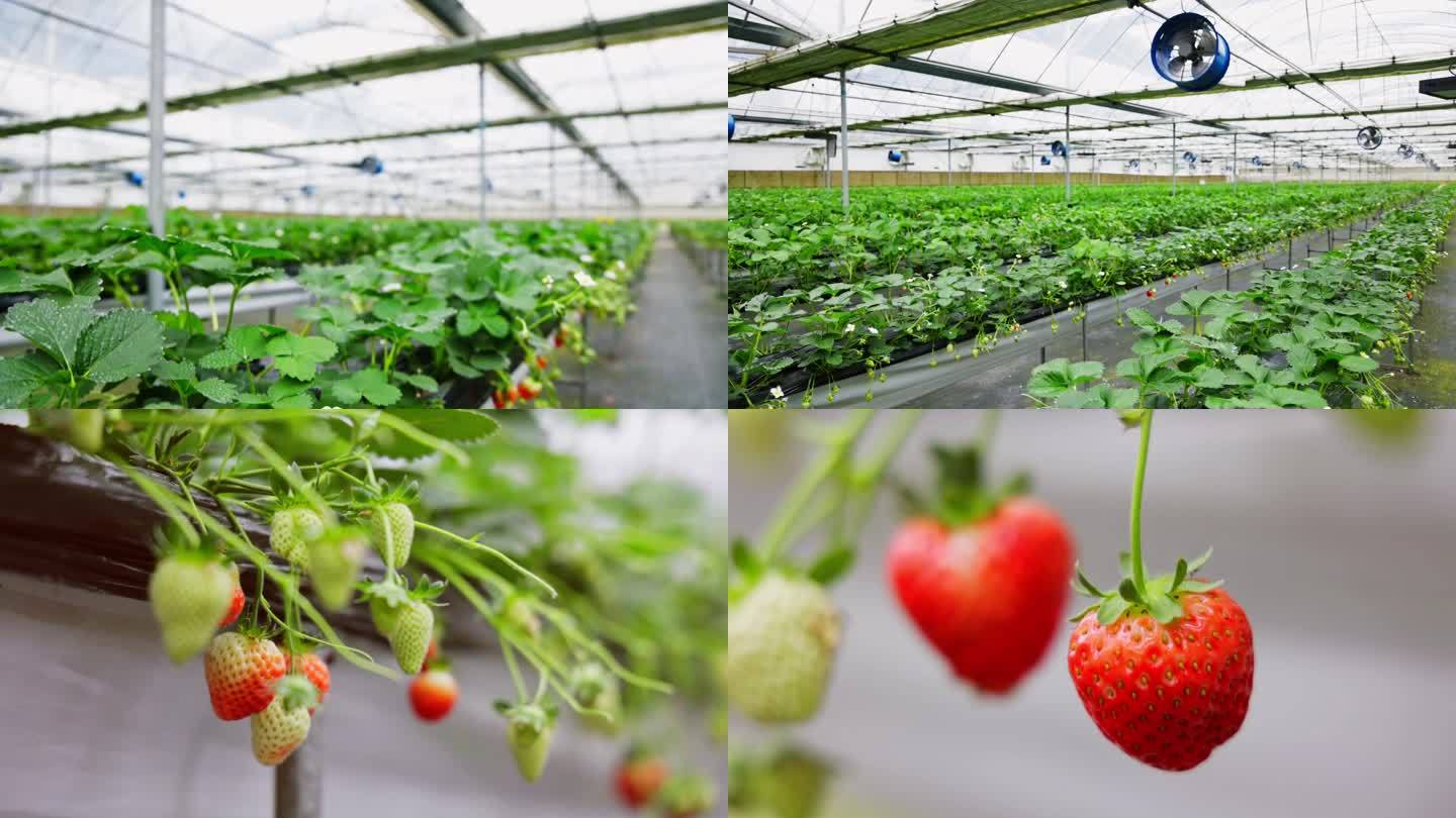 T0857草莓种植基地