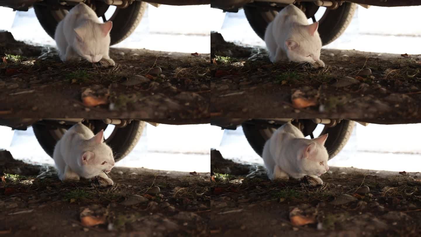 一只小白猫抓到了一只麻雀，把它扔在地上吃了