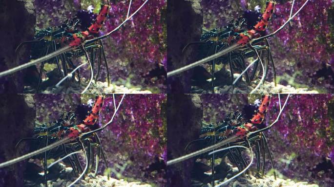 一只色彩斑斓的龙虾在运动