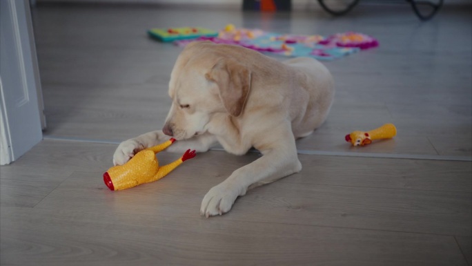 年轻的拉布拉多猎犬正在破坏它的小鸡玩具。可爱的狗咬和玩玩具在室内。纯种小狗用爪子抓玩具。小狗躺在地板