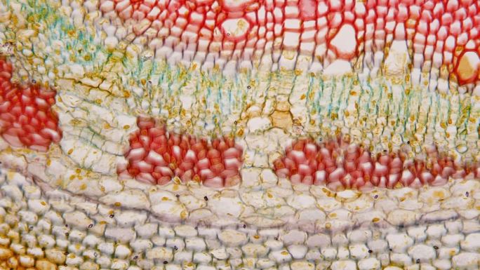 棉花秸秆。显微镜下横切面。放大400倍。HQ植物独特的微观结构。Microbotany。育种工作。提