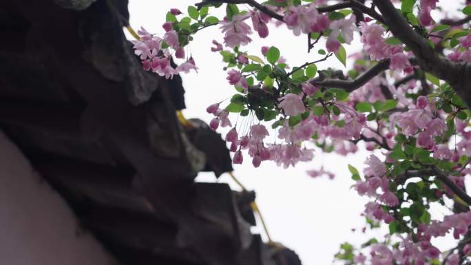 海棠 网师园 氛围 杏花 苏州 园林