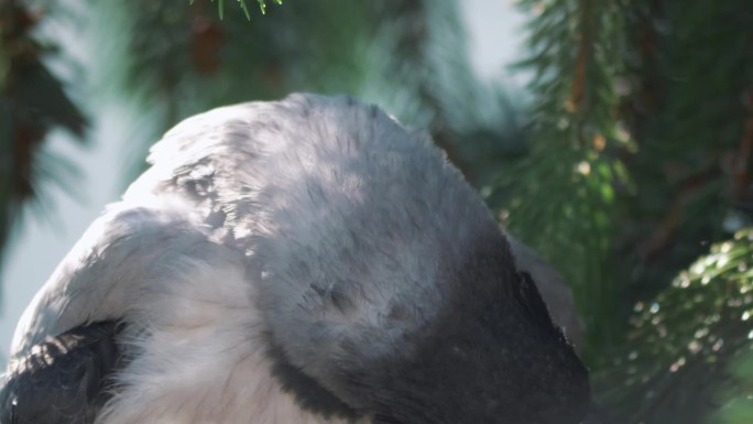 在4k的自然环境中，一只戴兜帽的乌鸦的特写