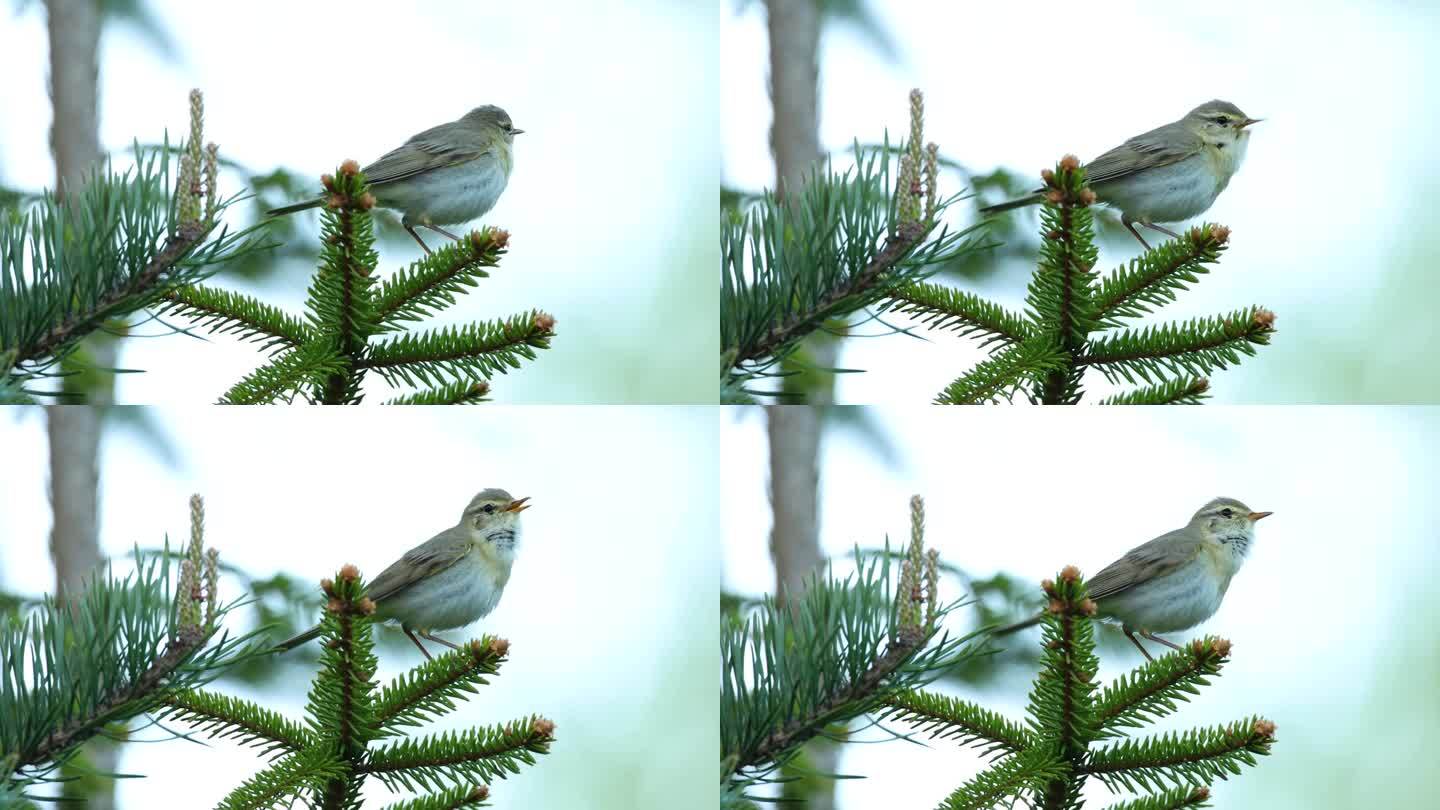 在爱沙尼亚的针叶林里，一只柳莺在一个晚春的晚上唱歌并离开