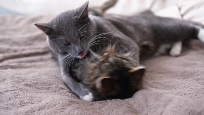可爱的视频，两只灰色条纹猫之间的温柔互动时刻。猫咪会互相梳理爪子、脸，还会互相拥抱。温暖和舒适的家庭