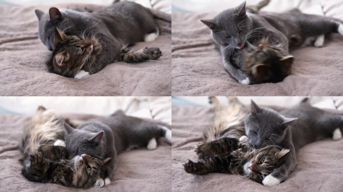 可爱的视频，两只灰色条纹猫之间的温柔互动时刻。猫咪会互相梳理爪子、脸，还会互相拥抱。温暖和舒适的家庭