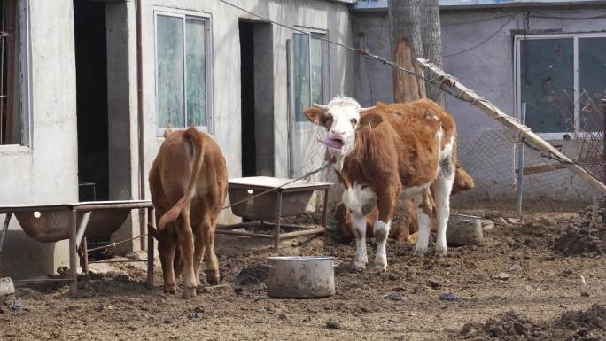 养殖 肉牛 农村养殖