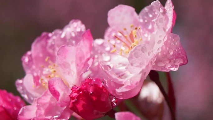 微距镜头下盛开的海棠花