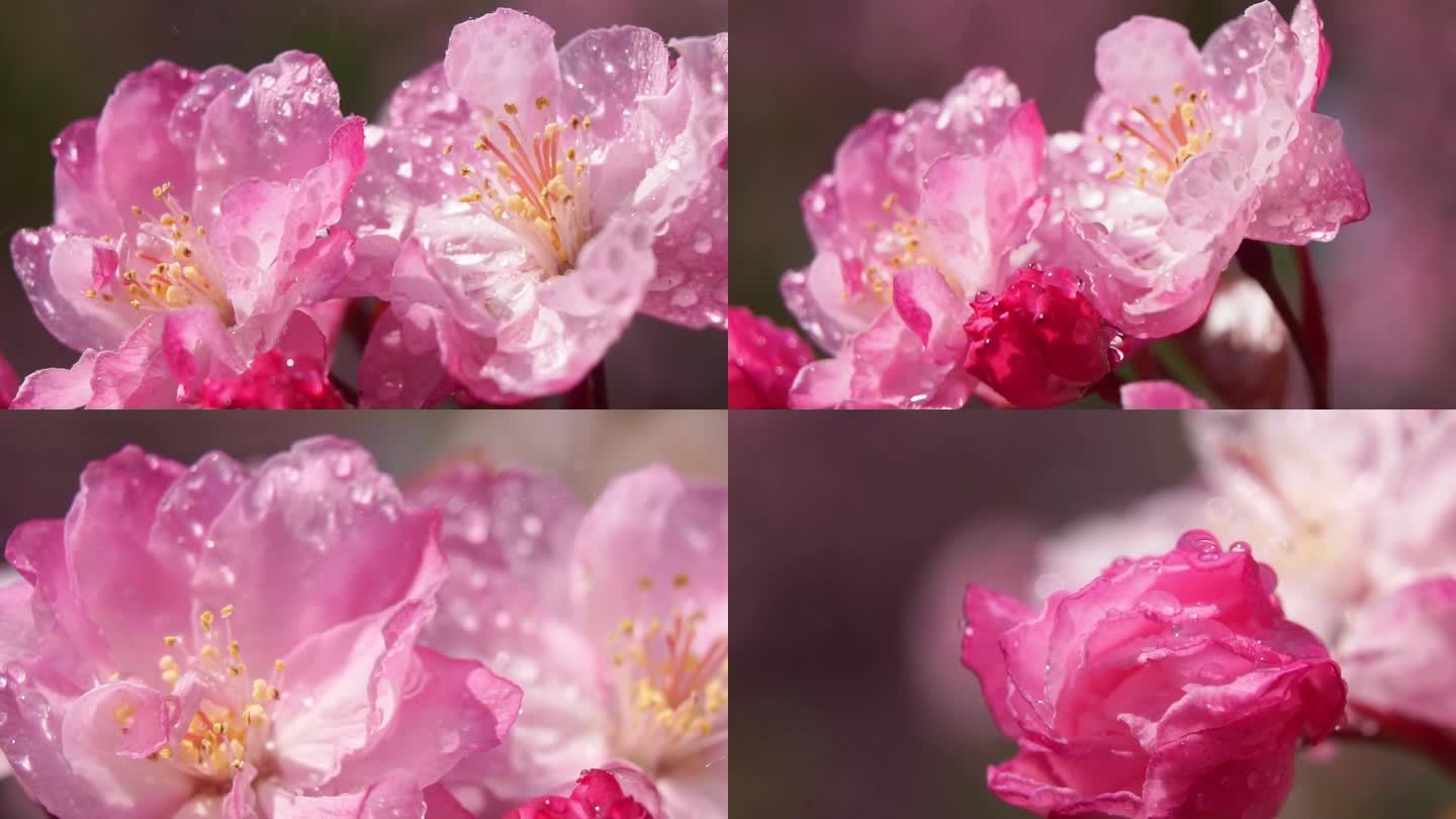 微距镜头下盛开的海棠花