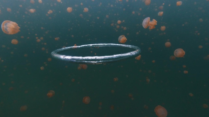 泡泡环在充满水母的湖中水下移动