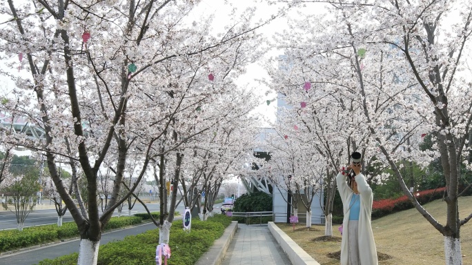 摄影爱好者用相机在拍摄美丽的樱花
