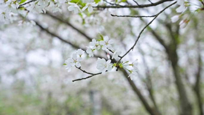 摆动的樱花